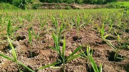 生姜種植如何獲高產?種植生姜的六大措施