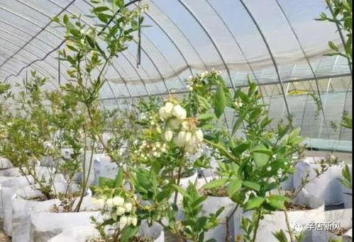 辛店街道持續推進特色農作物種植