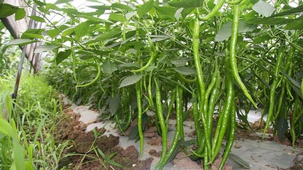 川椒種業:辣椒種植已成為農村經濟發展首選作物