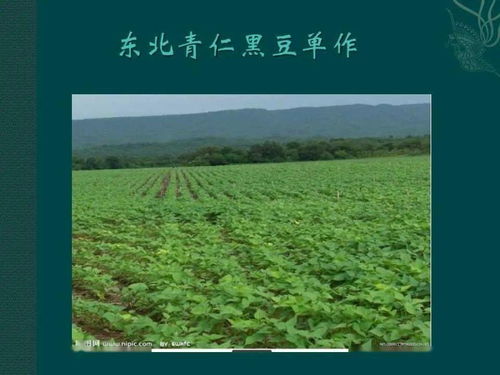中國農作物主要分布與農作物種植方式