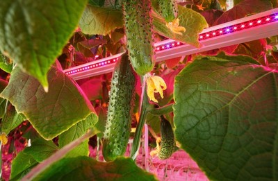 昕諾飛攜手俄羅斯創新型農業企業RIAT,在植物工廠內打造全新人工照明方式種植番茄和黃瓜