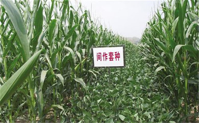 什么是輪作間作與套種 有何區別需注意哪些問題