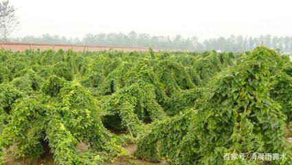 怎么種植山藥才能提高產量?科學的種植以及日常管理