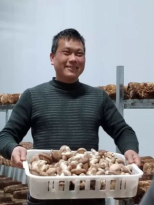 廣西柳州市魚峰區溫室大棚種植食用菌破土而出