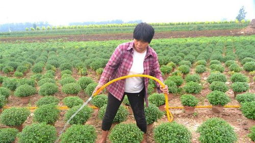 農民種植特色作物20年,年收入近20萬元,為啥年輕人不愿從事