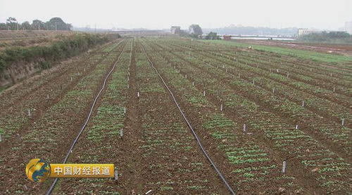 各種食用油怎么吃更健康 原來真有訣竅